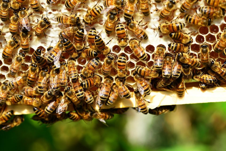Pieniądze na ochronę rodzin pszczelich
